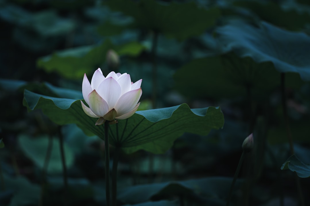 Photo Lotus flower